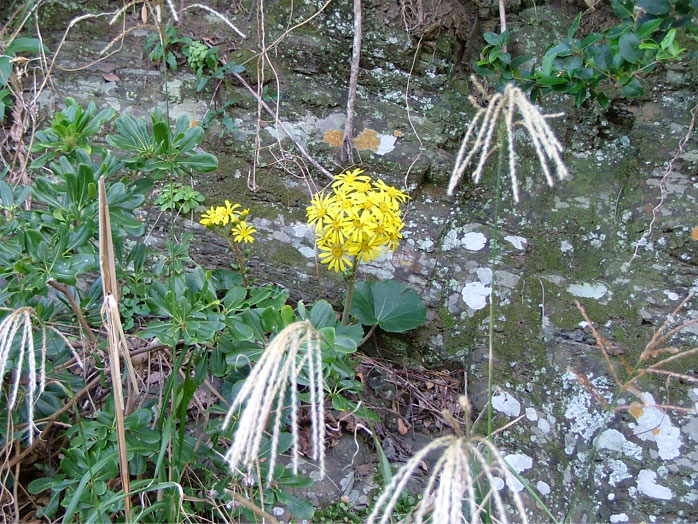 つわの花